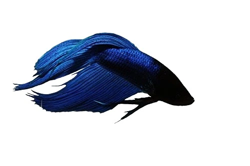 Kampfisk Blå (Betta splendens)